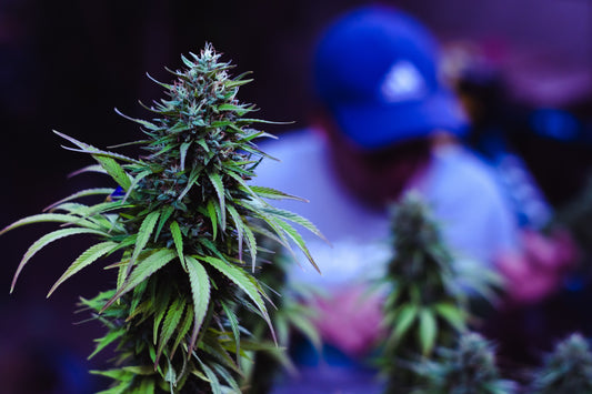 Bars à CBD en France : Opportunité ou utopie ?