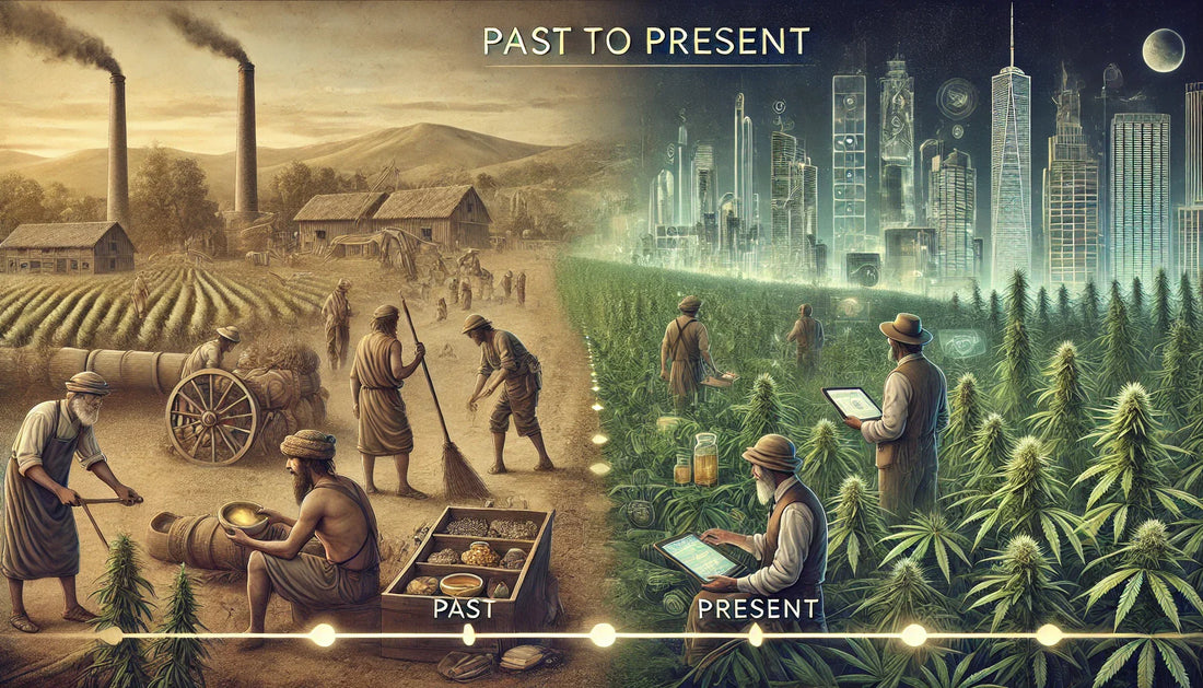 Des champs de chanvre à la réglementation moderne : l’histoire fascinante du CBD