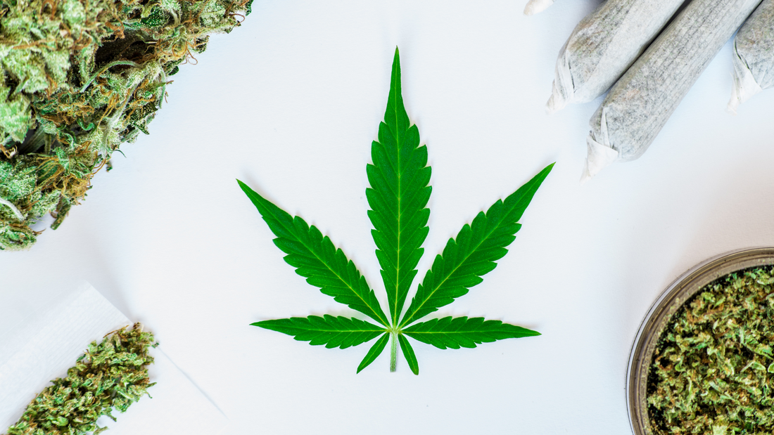 CBD Naturel vs CBD Chimique : Pourquoi privilégier le naturel et le bio ?