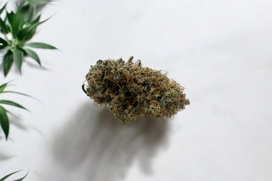 Mela Sour : La fleur primée au Spannabis 2024, un concentré de qualité et d’innovation