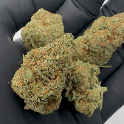 Jedi Gelato